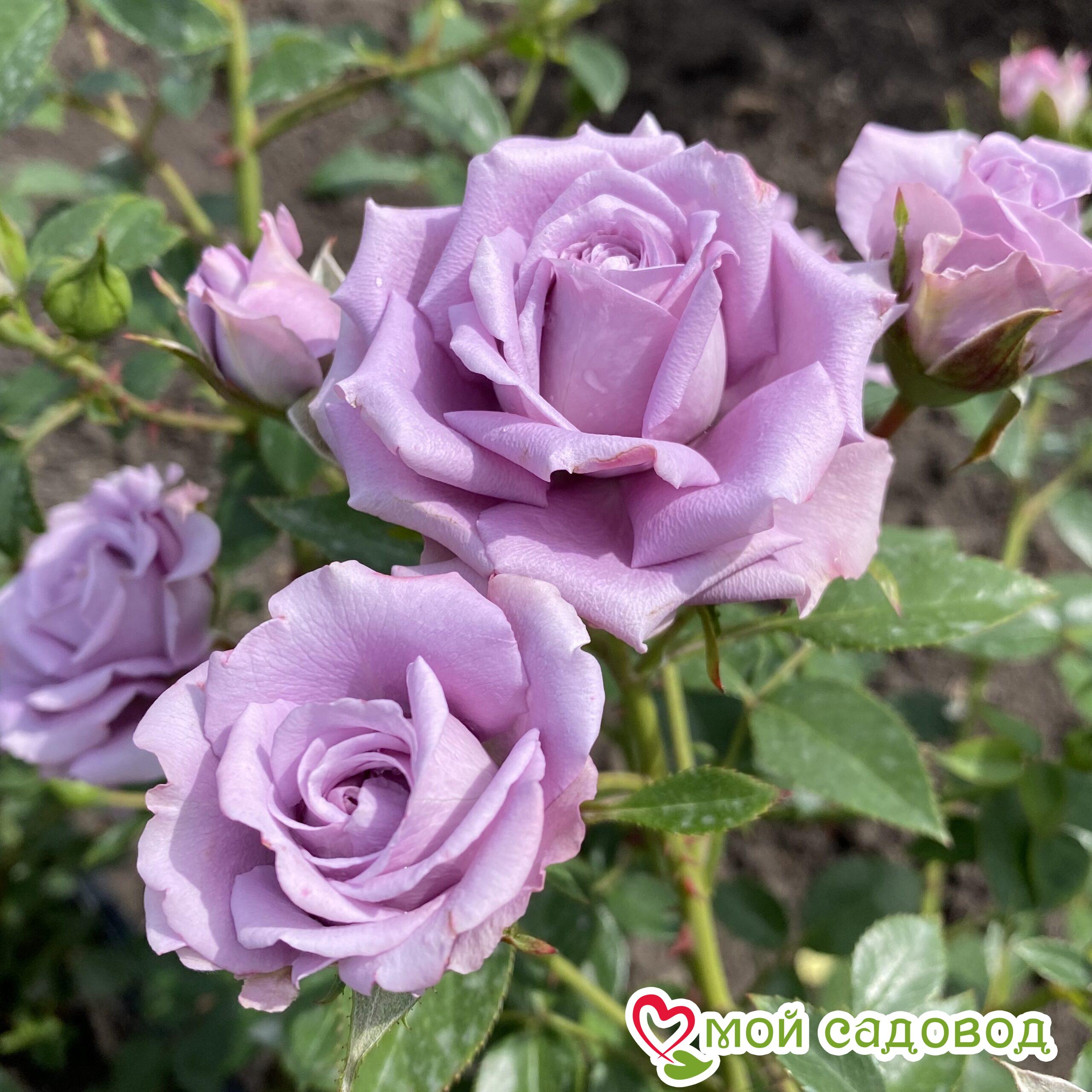 Роза Билона