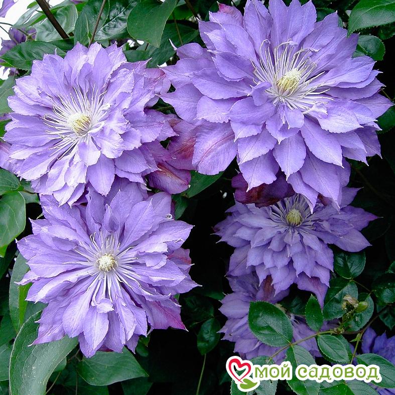 Клематисы Дэннис Дабл ЗКС