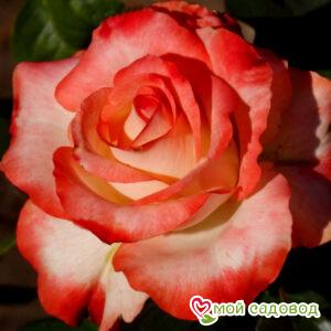 Роза чайно-гибридная Блаш