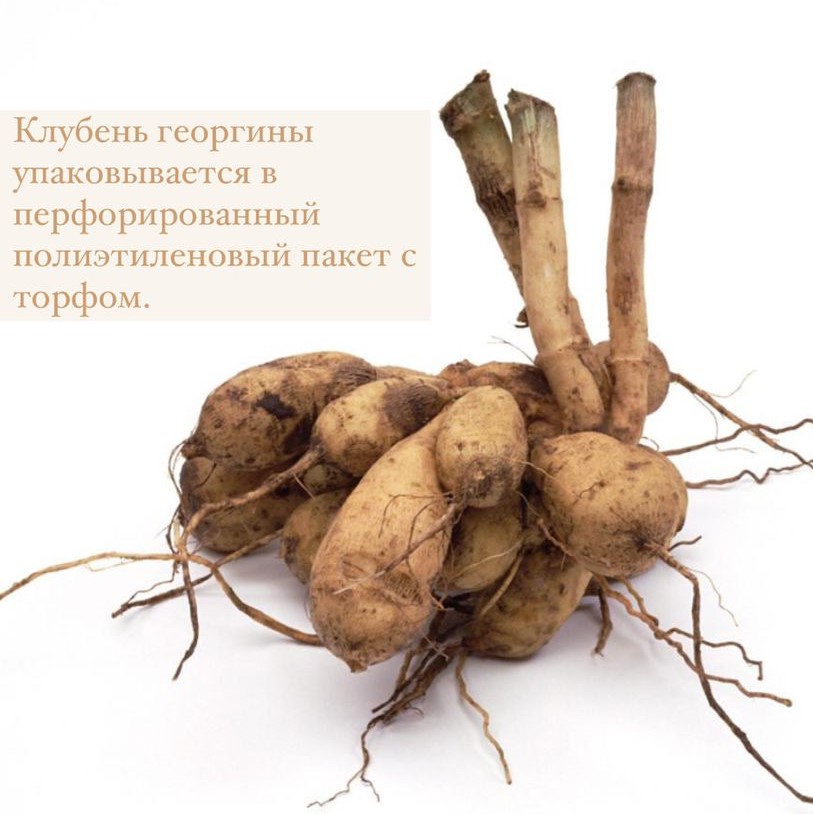 Георгина декоративная Дэззлинг Сан (DAZZLING SUN)