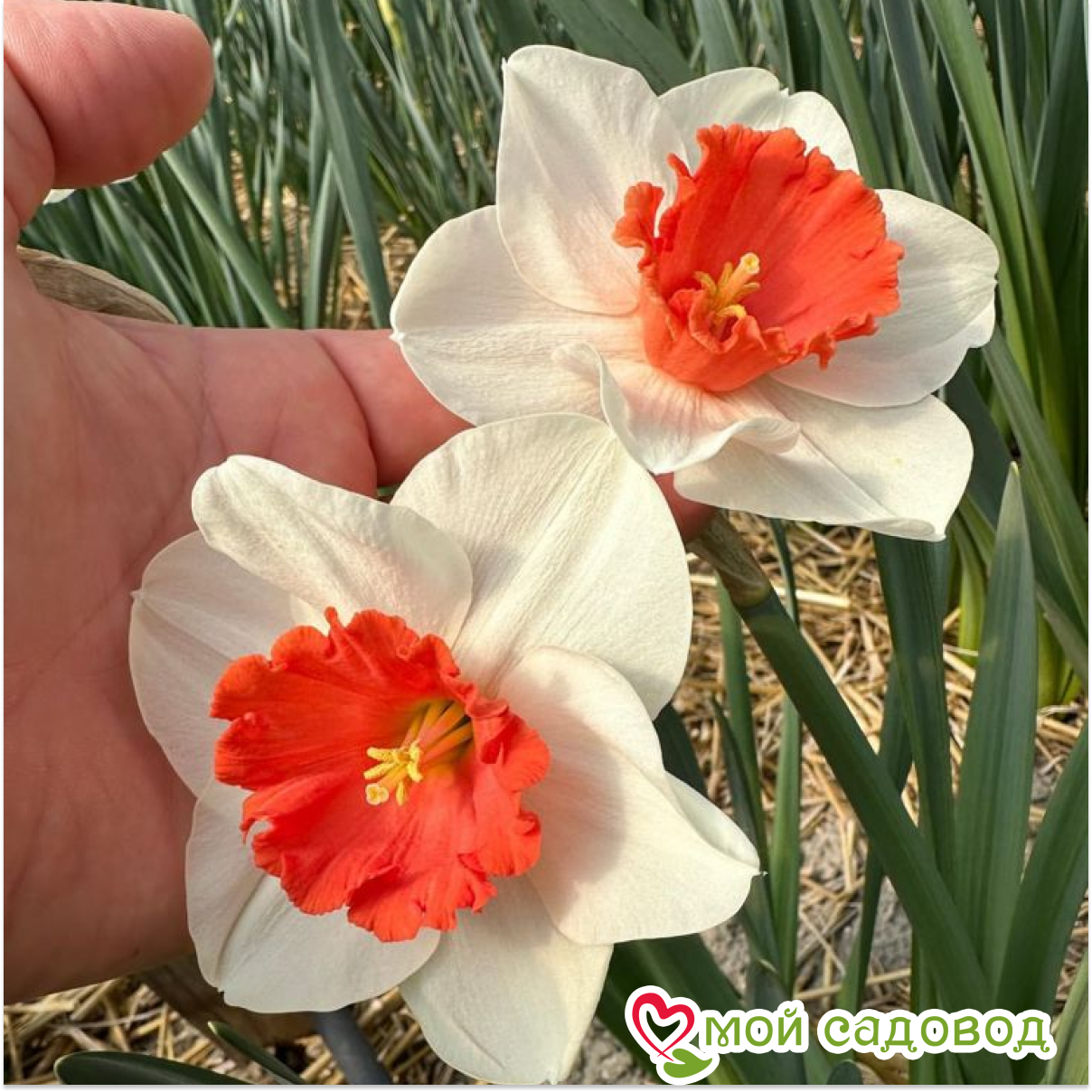 Нарцисс Декой крупнокорончатый