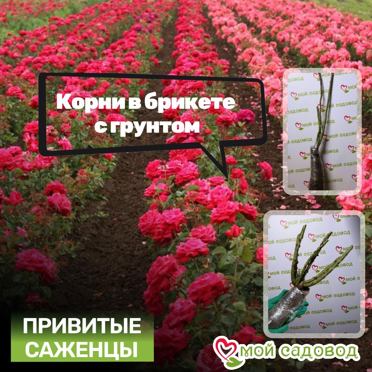 Роза Вельвет Дон